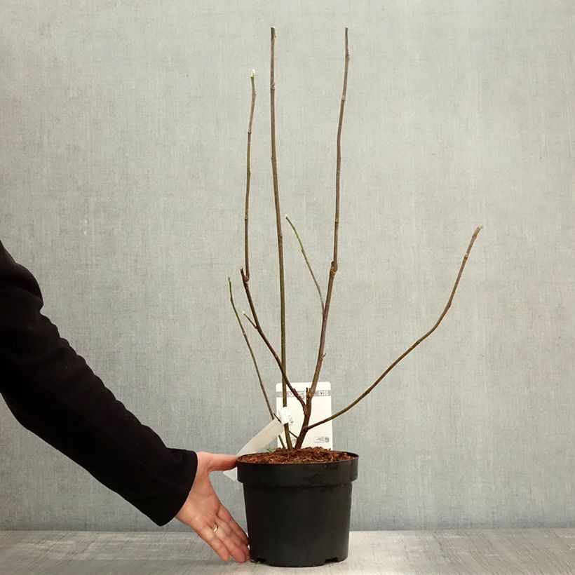 Ejemplar de Magnolia liliflora Nigra Maceta 3L/4L entregado en otoño