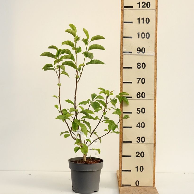 Ejemplar de Magnolia liliflora Nigra Maceta 7,5L/10L entregado en verano
