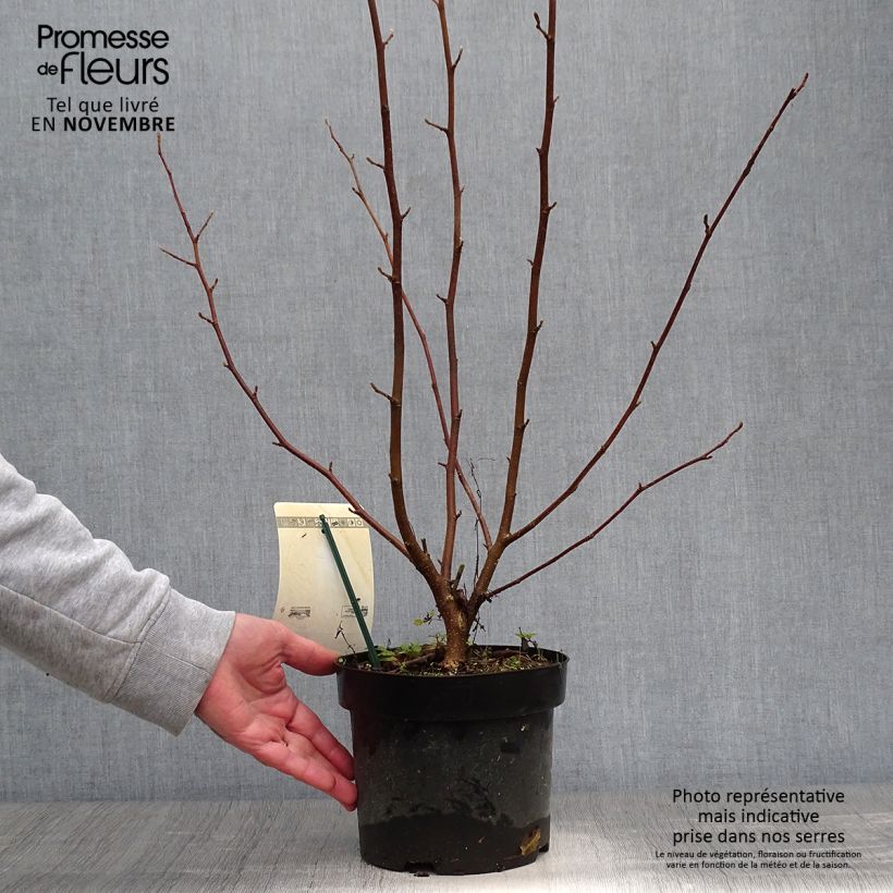 Ejemplar de Magnolia loebneri Merrill Maceta 3L/4L entregado en otoño