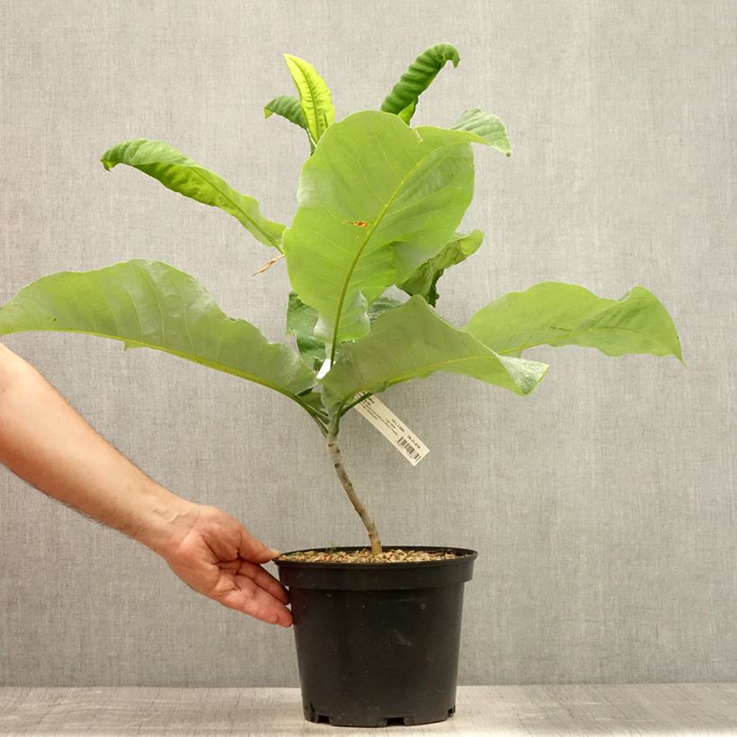 Ejemplar de Magnolia macrophylla subsp. ashei - Magnolia de hojas grandes Maceta 4L/5LAltura de entrega aprox. 80/90cm entregado en verano