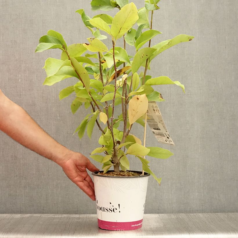 Ejemplar de Magnolia soulangeana Andre Leroy Maceta 4L/5L entregado en verano