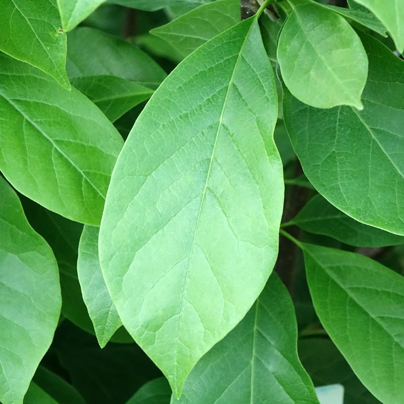 Magnolia soulangeana Andre Leroy (Follaje)