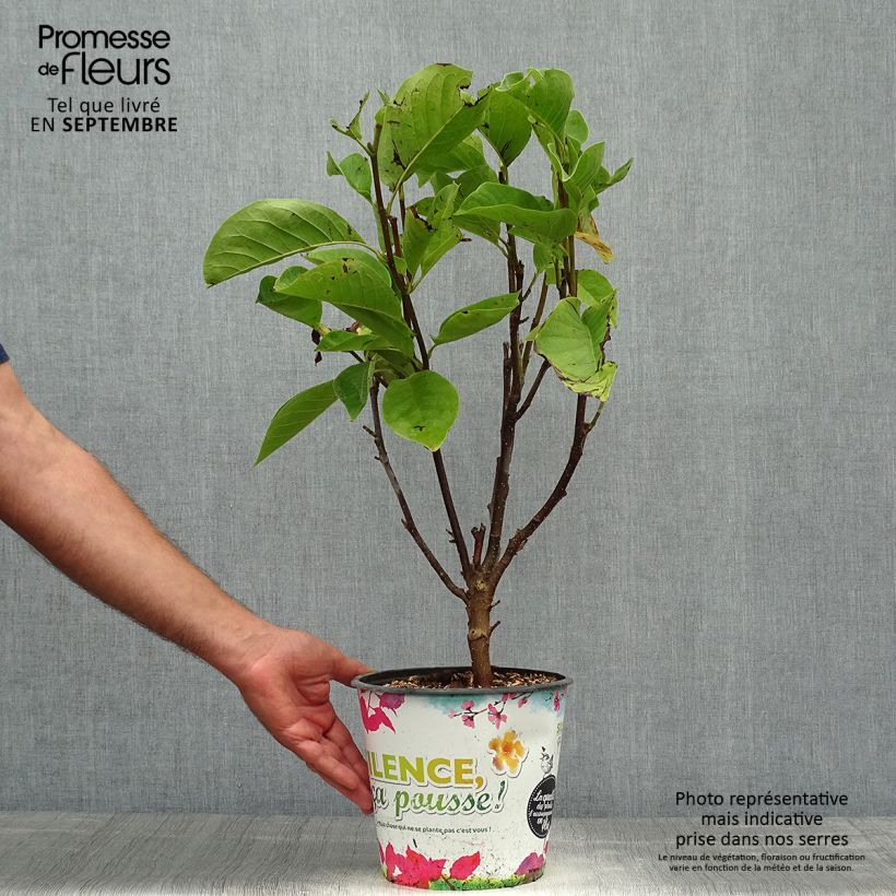 Ejemplar de Magnolia Manchu Fan Maceta 4L/5L entregado en otoño