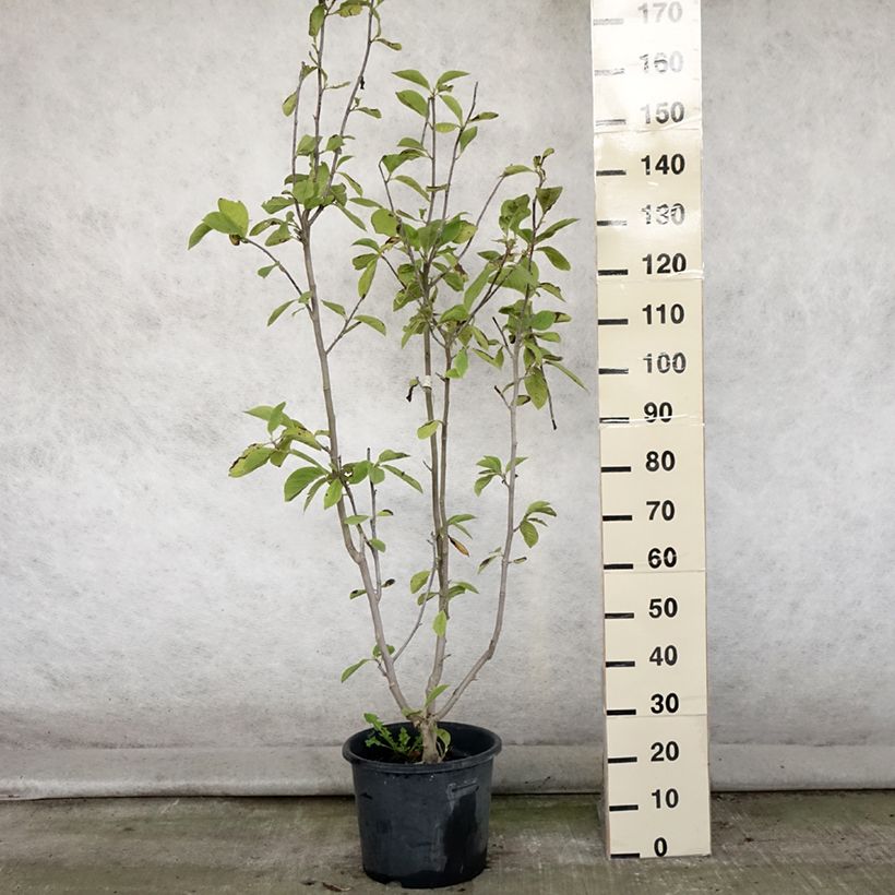 Ejemplar de Magnolia Manchu Fan en pot de 7.5L/10L entregado en verano