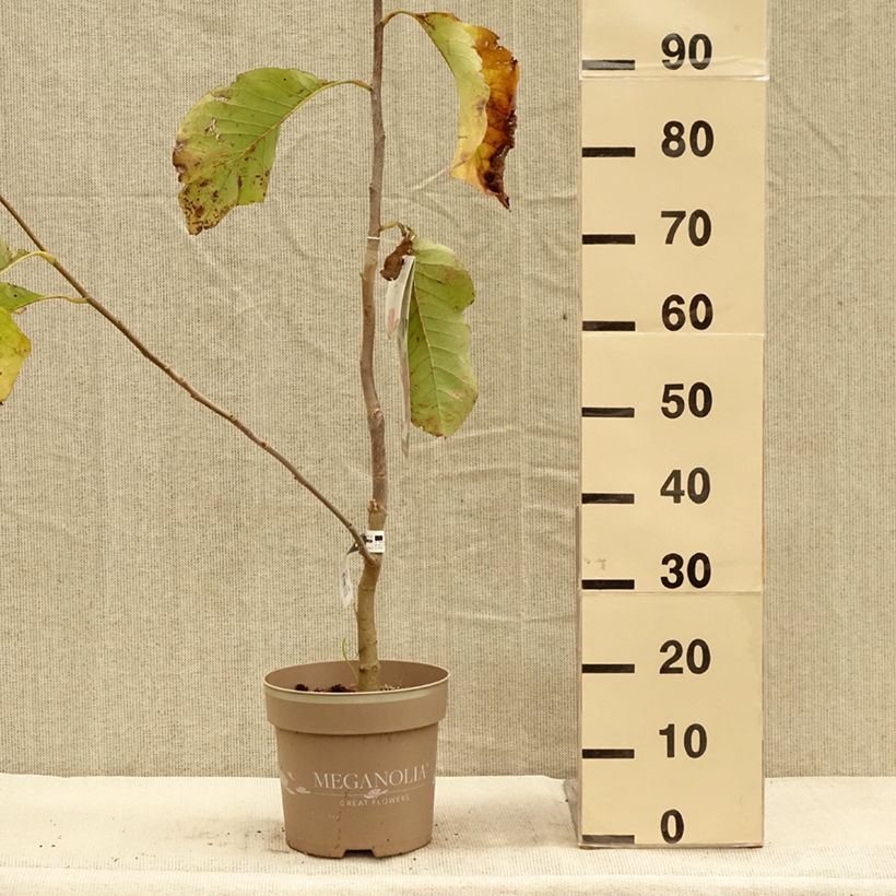 Ejemplar de Magnolia soulangeana Meganolia Maceta 4L/5L entregado en otoño