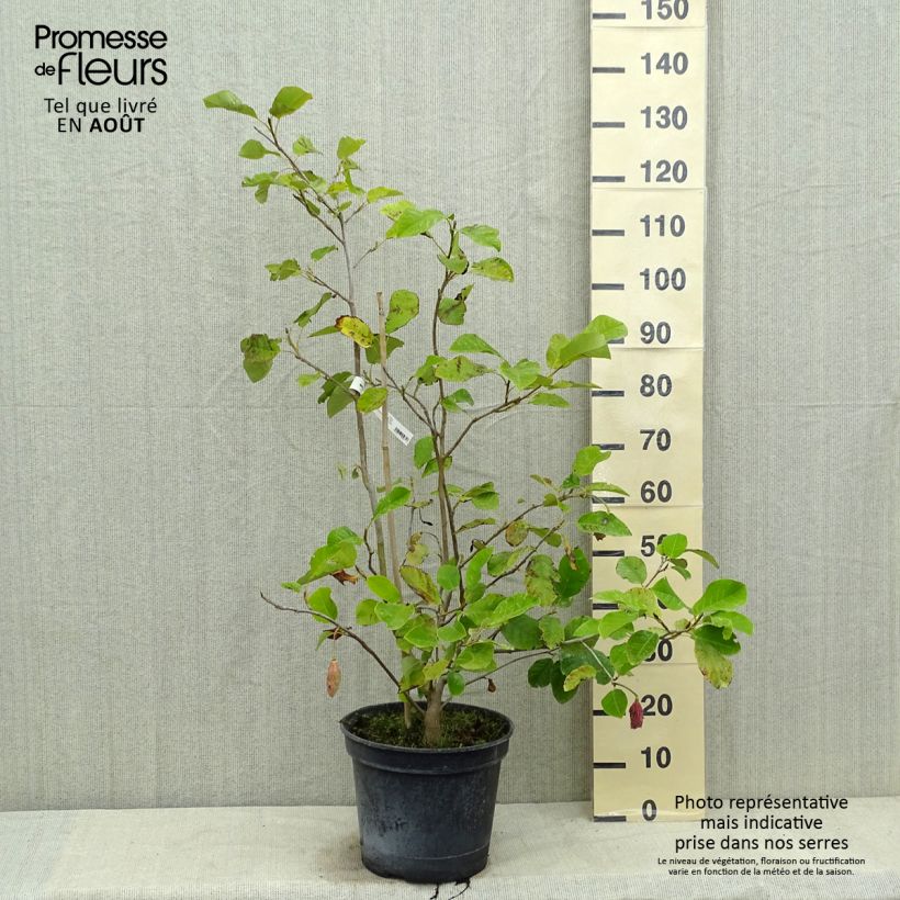 Ejemplar de Magnolia sieboldii Colossus Pot de 12L/15L entregado en verano