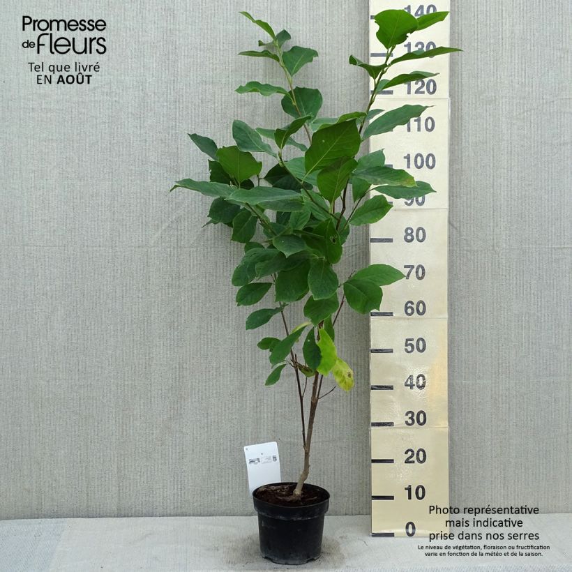 Ejemplar de Magnolia soulangeana Alba Superba en pot de 3,5L entregado en verano
