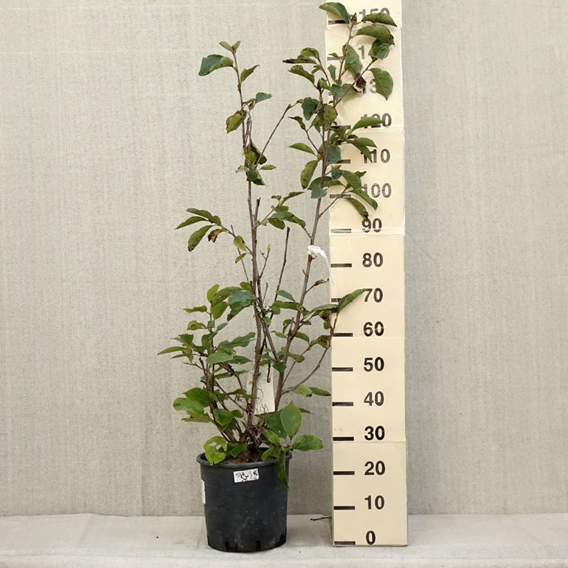 Ejemplar de Magnolia soulangeana Alba Superba Maceta 6L/7L entregado en otoño