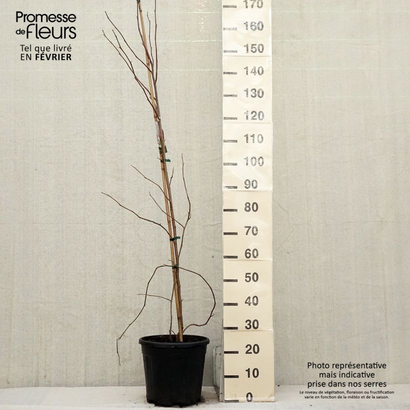 Magnolia soulangeana - Magnolia de Soulange Maceta 7,5L/10L Ejemplar entregado en invierno