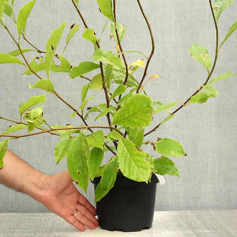 Ejemplar de Magnolia soulangeana - Magnolia de Soulange Maceta 3L/4LAltura de entrega aprox. 30/40cm entregado en verano
