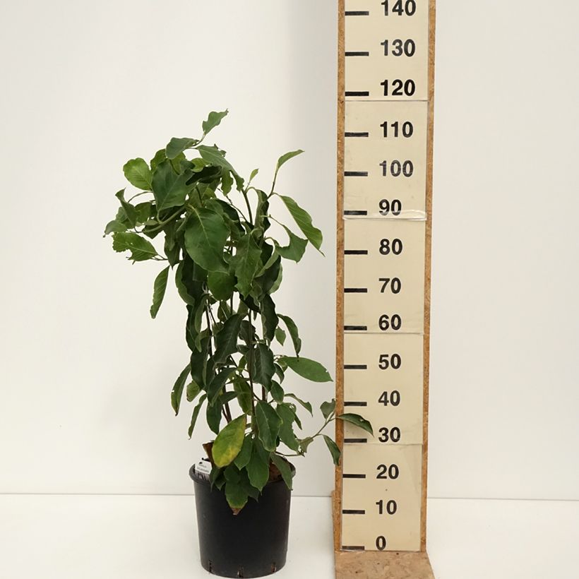 Ejemplar de Magnolia soulangeana - Magnolia de Soulange Maceta 7,5L/10L entregado en verano