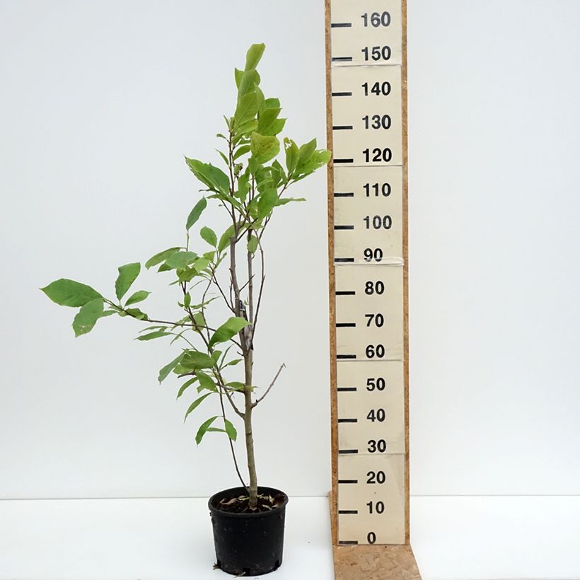 Ejemplar de Magnolia soulangeana Rustica Rubra Maceta 7,5L/10L entregado en verano