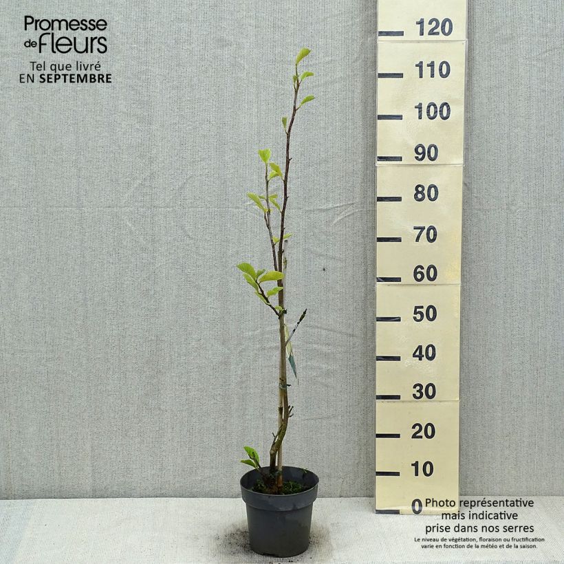 Ejemplar de Magnolia soulangeana Satisfaction Pot de 2L/3L entregado en verano