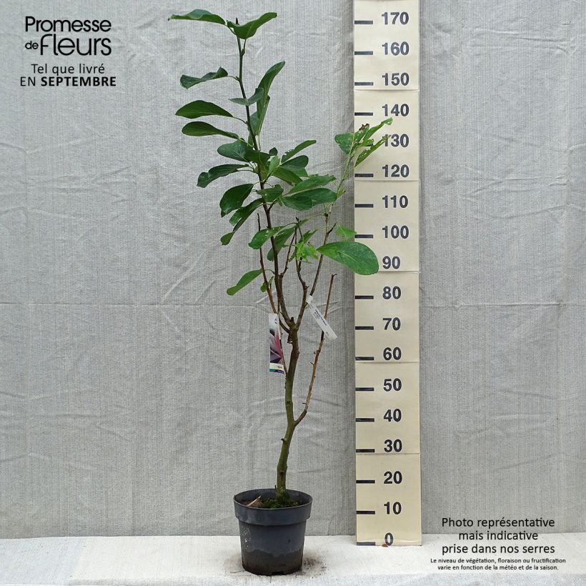 Ejemplar de Magnolia sprengeri Pink Beauty Maceta 6L/7L entregado en otoño