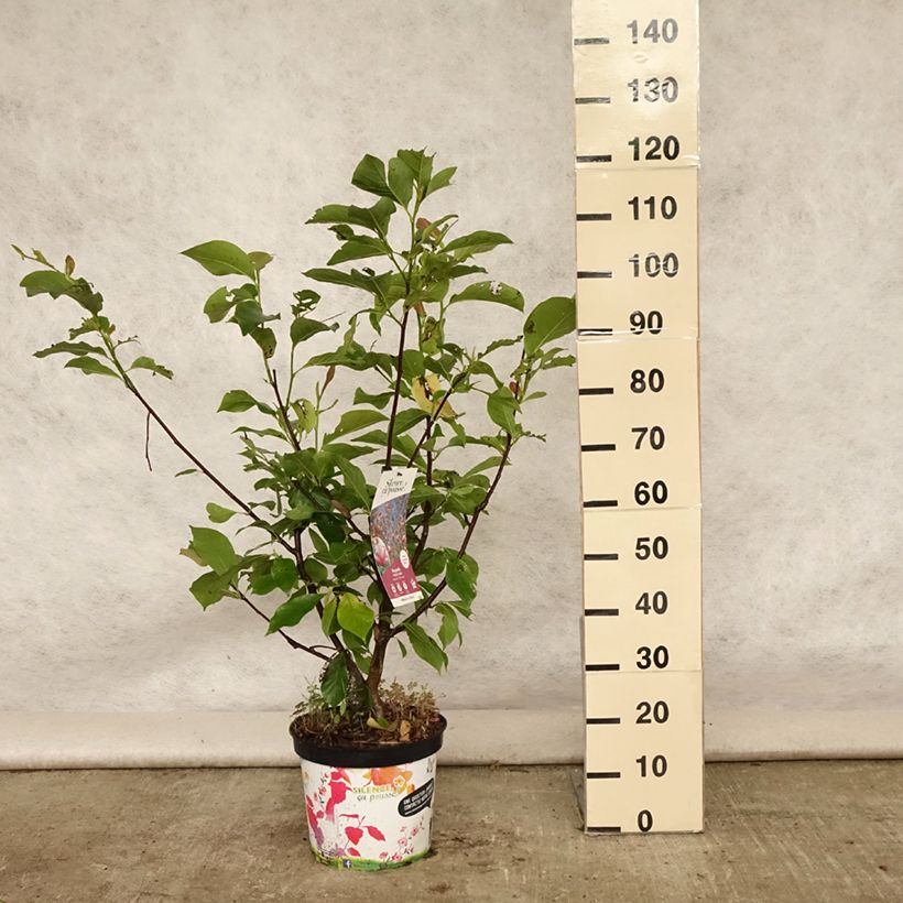 Ejemplar de Magnolia Star Wars - Magnolia campbellii (x) liliiflora le pot de 10L entregado en verano