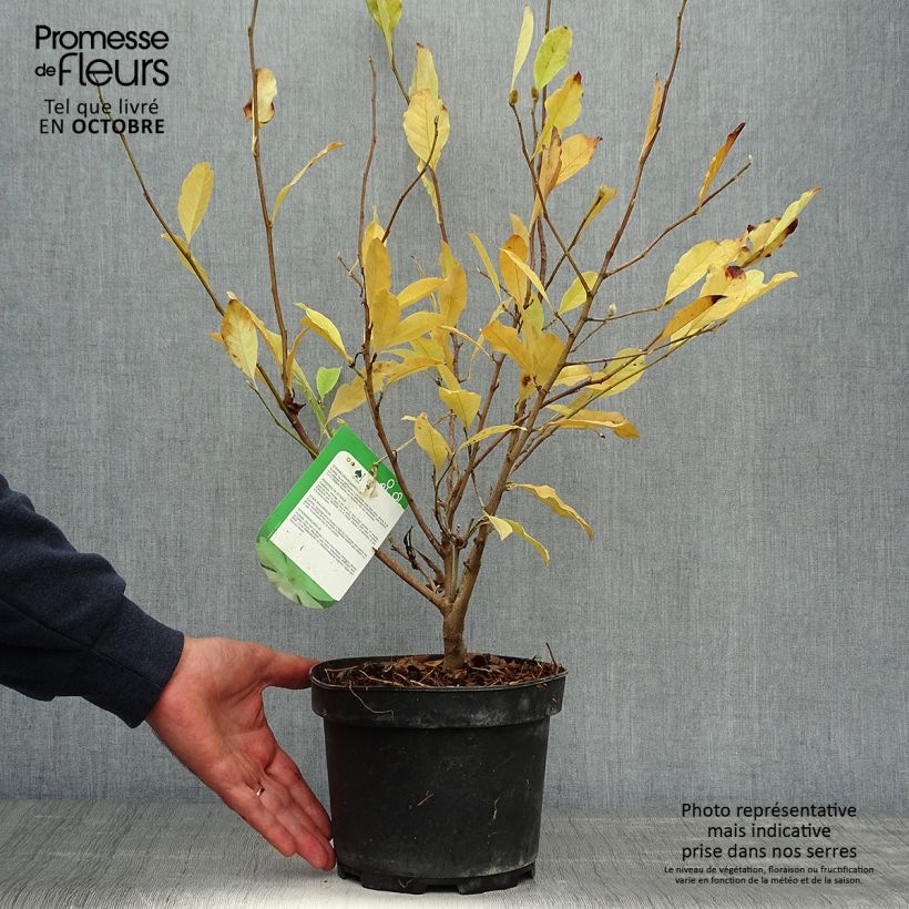 Ejemplar de Magnolia stellata - Magnolia estrellada Maceta 2L/3L entregado en otoño