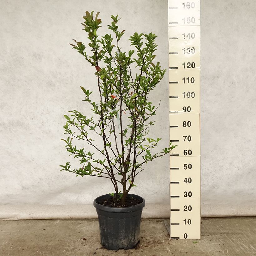 Ejemplar de Magnolia stellata - Magnolia estrellada Maceta 20L/25LAltura de entrega aprox. 100/125cm entregado en verano