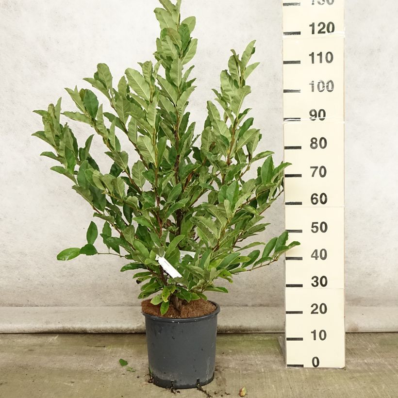 Ejemplar de Magnolia stellata - Magnolia estrellada Maceta 7,5L/10LAltura de entrega aprox. 70/80cm entregado en verano