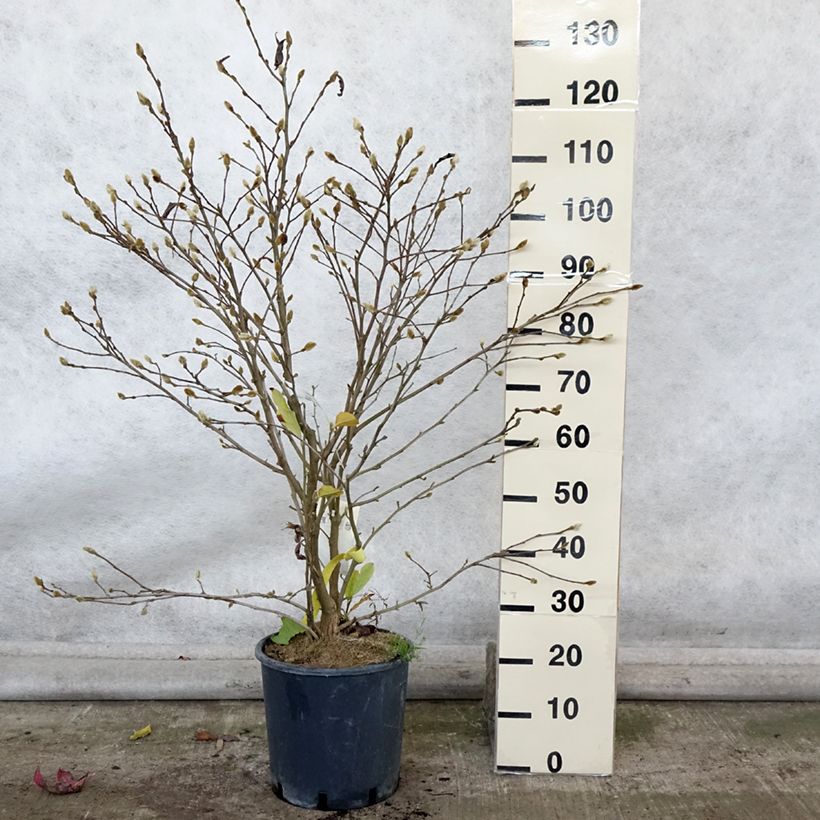 Ejemplar de Magnolia stellata Royal Star - Magnolia estrellada Maceta 12L/15L entregado en otoño