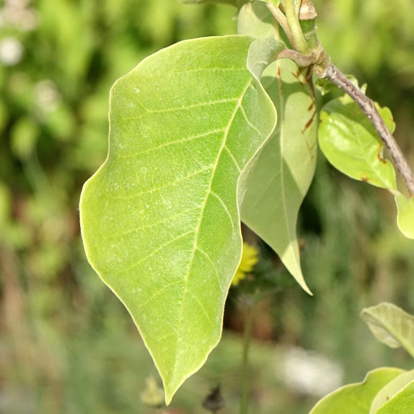 Magnolia brooklinensis Sunsation (Follaje)