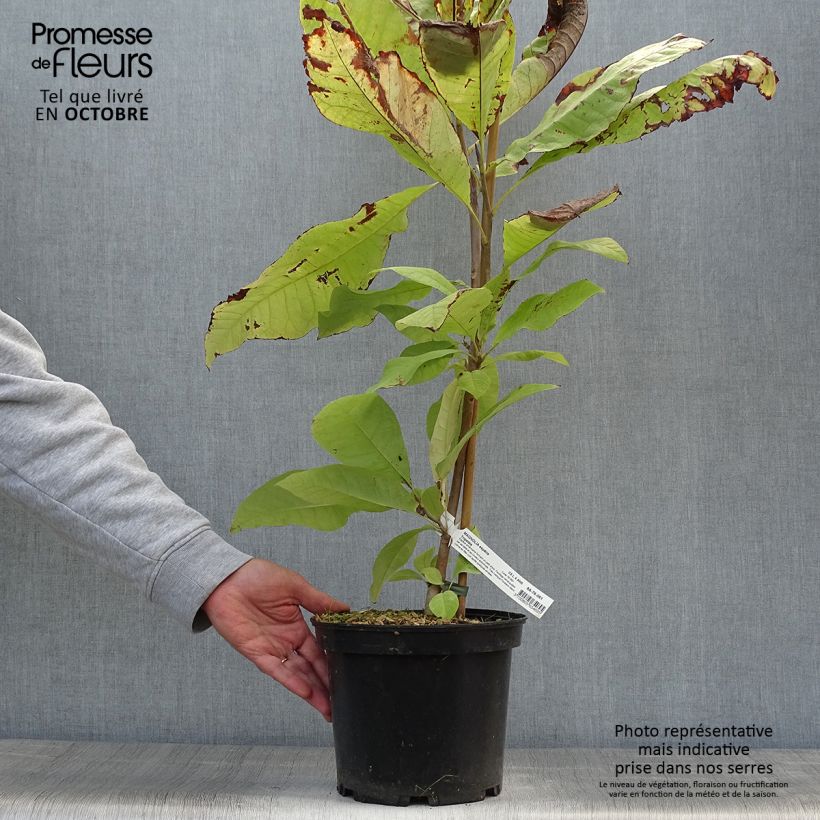 Ejemplar de Magnolia tripetala - Arbol paraguas Maceta 3L/4L entregado en otoño