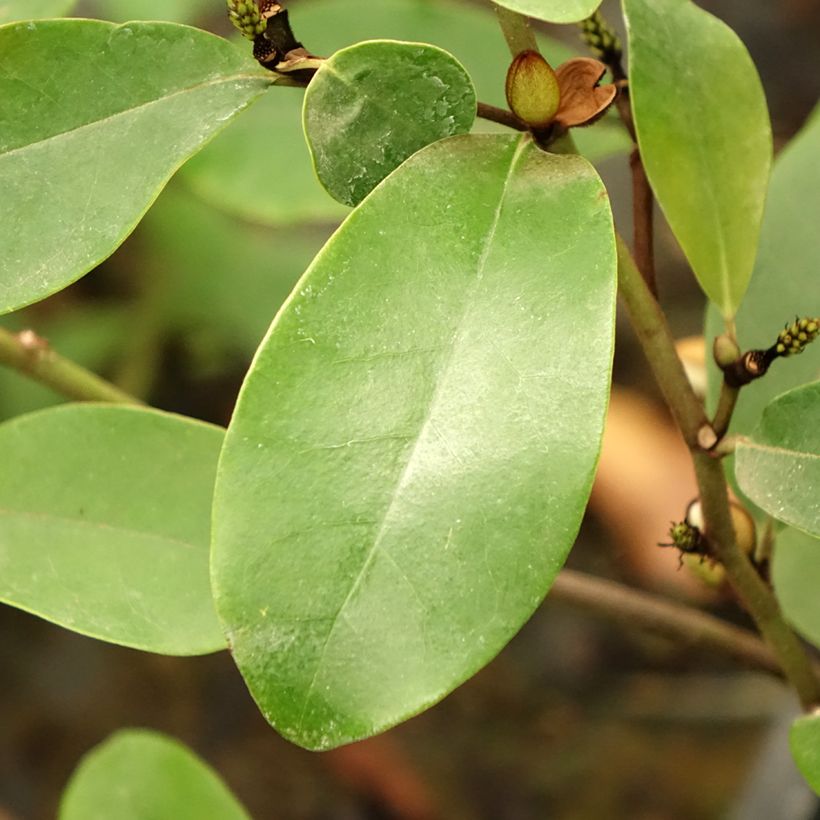 Magnolia White Caviar (Follaje)