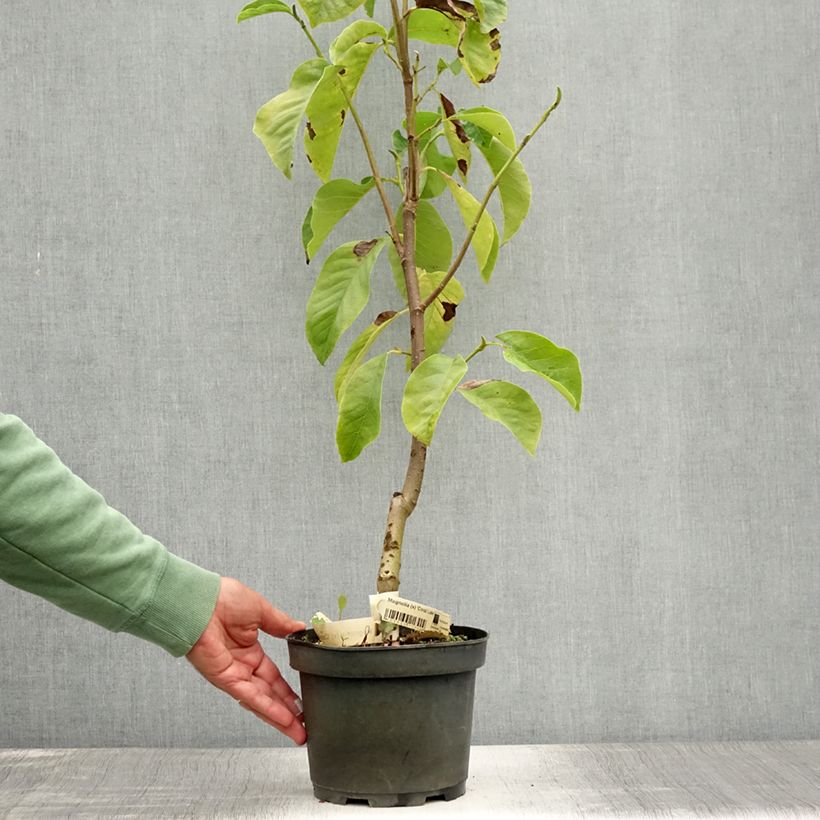 Ejemplar de Magnolia acuminata Coral Lake Maceta 3L/4L entregado en verano