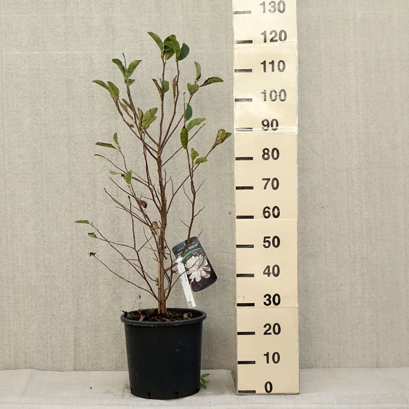 Ejemplar de Magnolia loebneri Wildcat Maceta 6L/7L entregado en otoño
