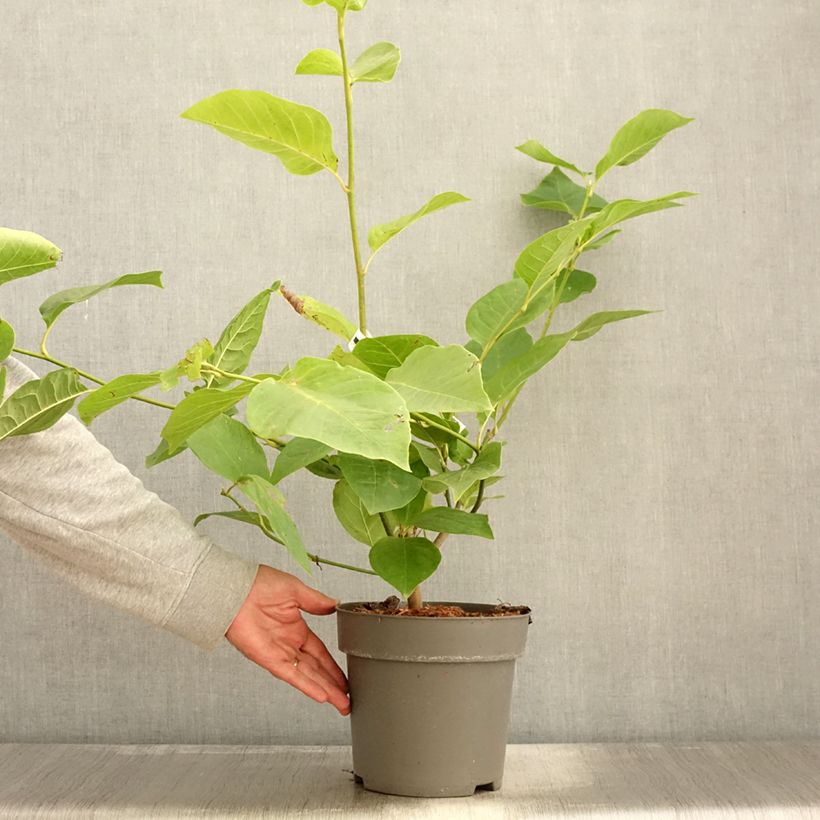 Ejemplar de Magnolia soulangeana Cameo Maceta 4L/5L entregado en otoño