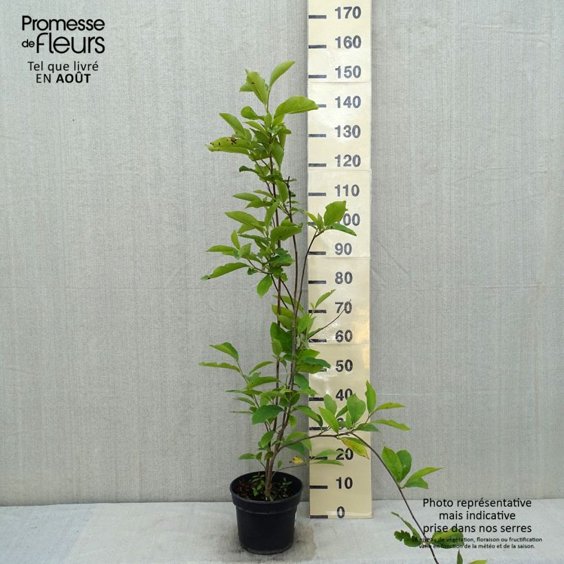 Ejemplar de Magnolia soulangeana Lennei Maceta 4L/5L entregado en verano