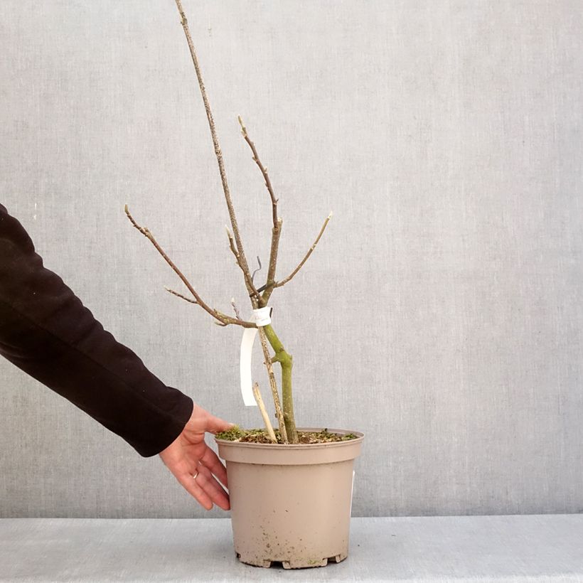 Magnolia x soulangeana Picture Superba Maceta 4L/5L Ejemplar entregado en invierno