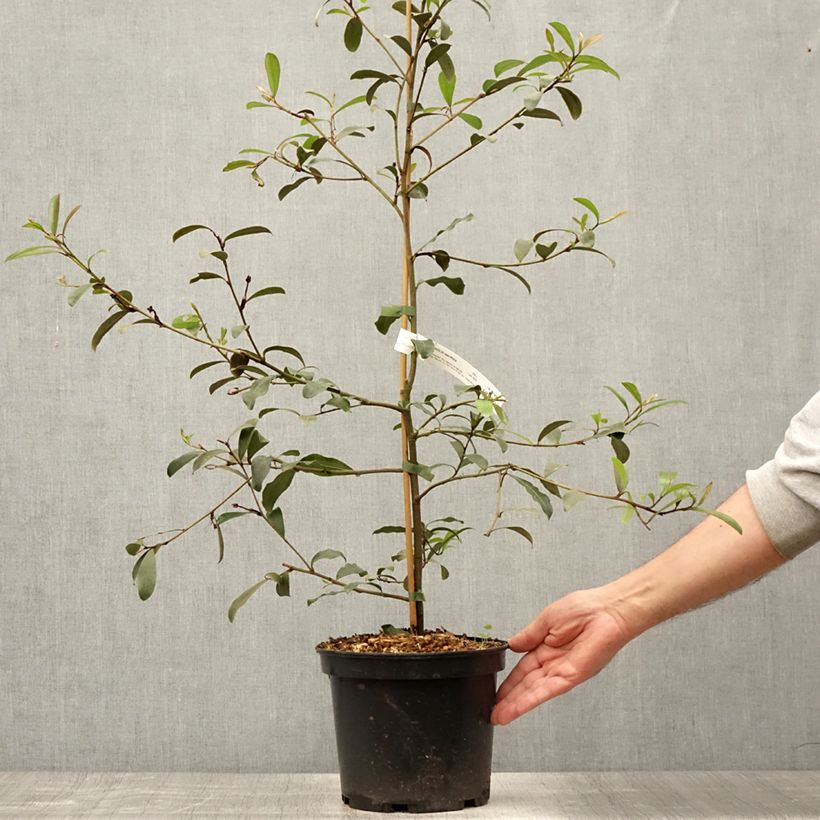 Ejemplar de Magnolia yunnanensis - Michelia Pot de 3L/4L entregado en verano