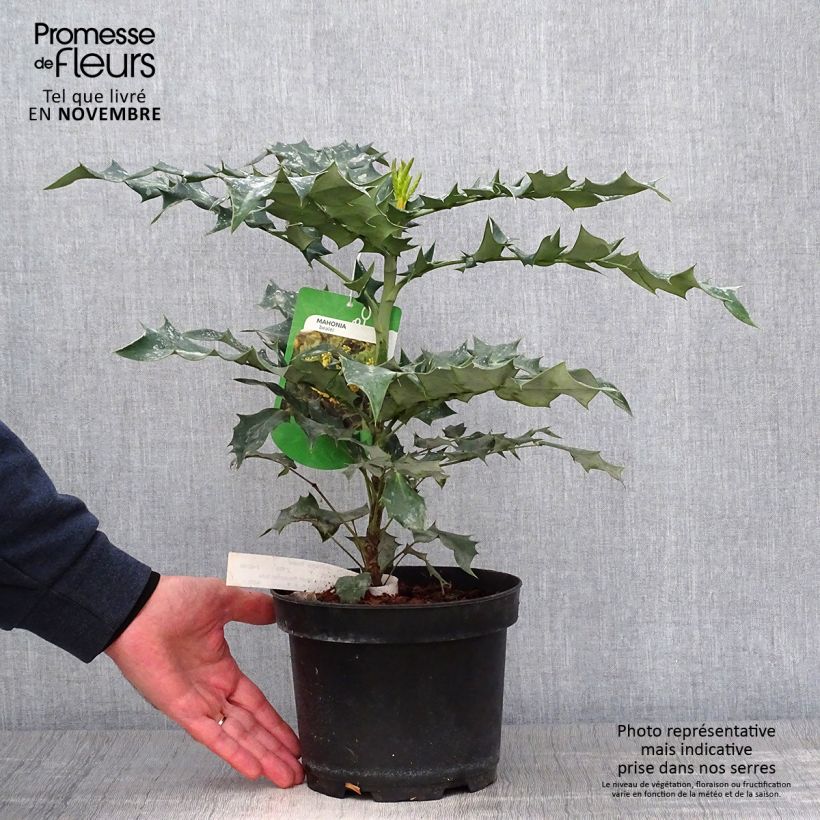 Ejemplar de Mahonia bealei Maceta 3L/4L entregado en otoño