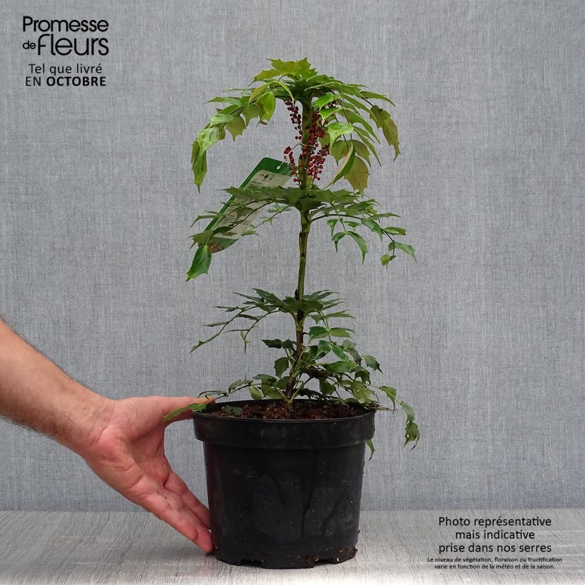 Ejemplar de Mahonia nitens Cabaret Maceta 2L/3L entregado en otoño