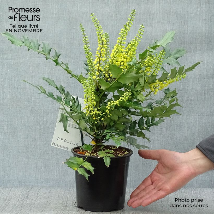 Ejemplar de Mahonia media Charity Maceta 2L/3L entregado en otoño