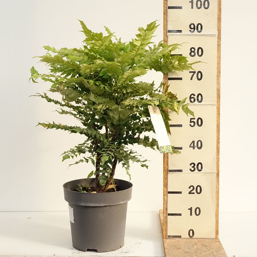 Ejemplar de Mahonia media Winter Sun Maceta 7,5L/10L entregado en verano