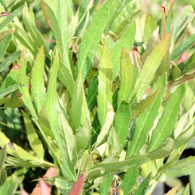 Mahonia sinensis (Follaje)