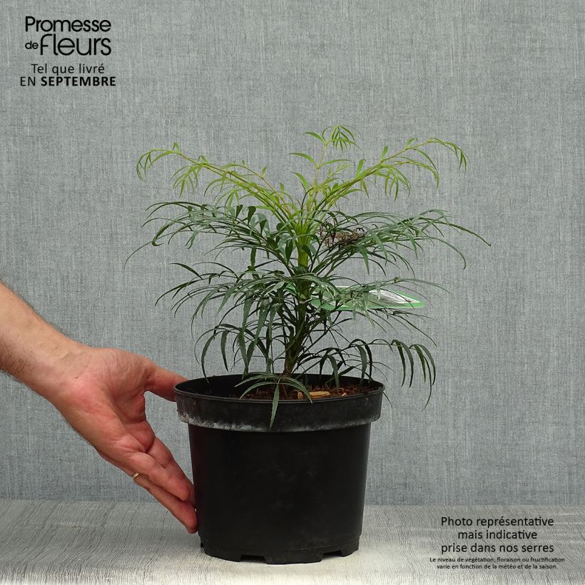Ejemplar de Mahonia eurybracteata Soft Caress Maceta 3L/4L entregado en otoño