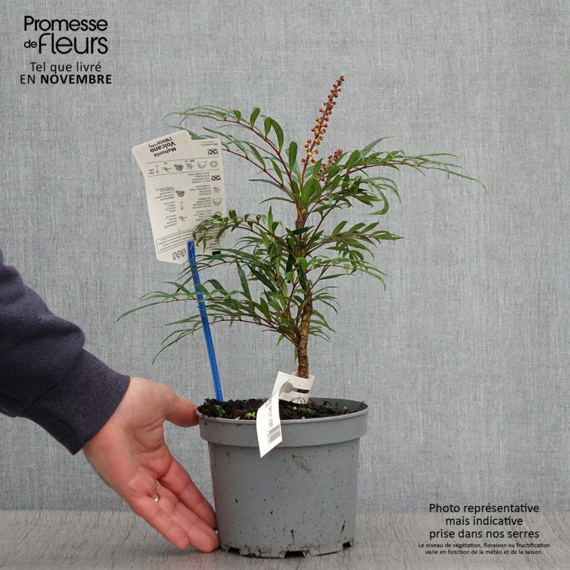Ejemplar de Mahonia eurybracteata Volcano Maceta 2L/3L entregado en otoño