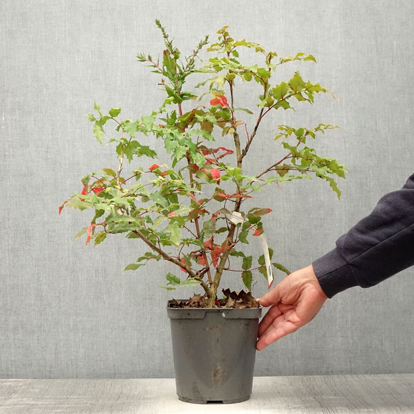 Ejemplar de Mahonia wagneri Pinnacle Maceta 4L/5LAltura de entrega aprox. 50+cm entregado en verano