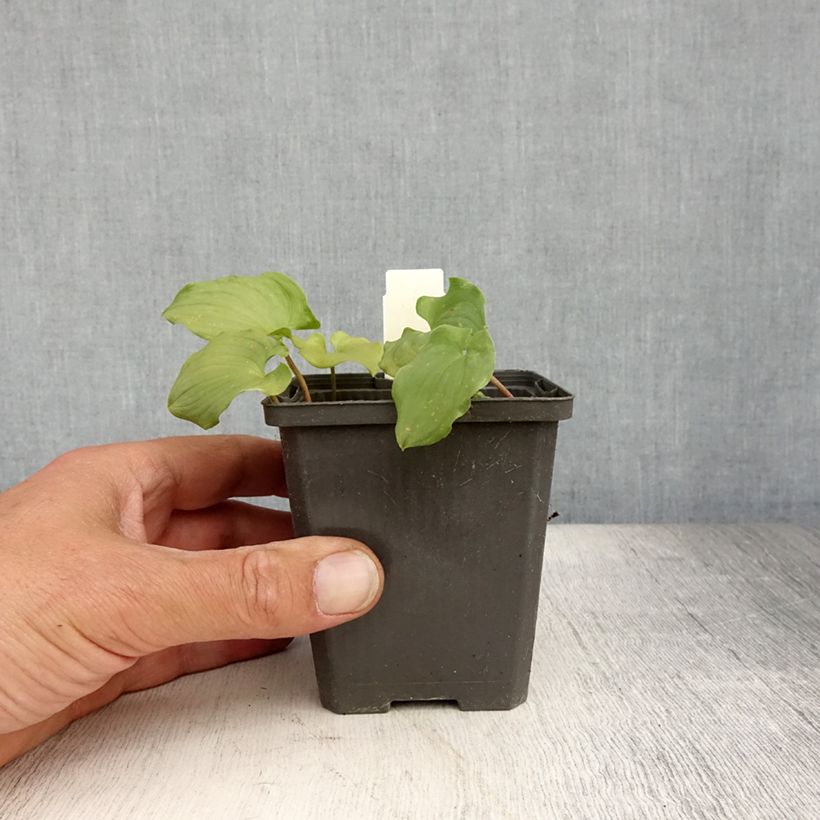 Ejemplar de Maianthemum bifolium Maceta de 8/9 cm entregado en verano