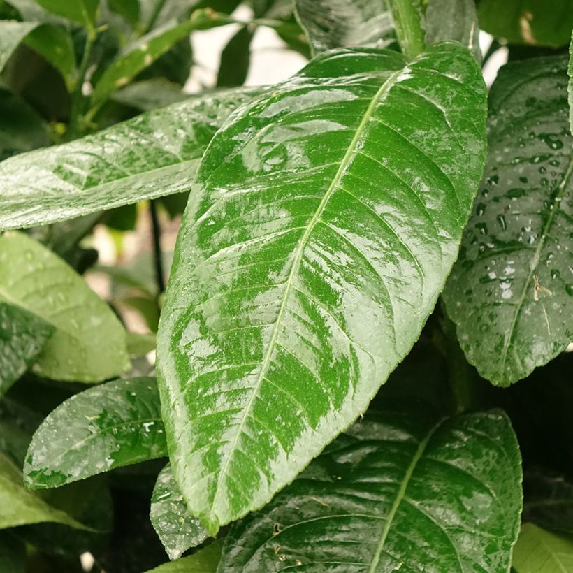 Cítrico Mano de Buda - Citrus medica var. sarcodactylis (Follaje)