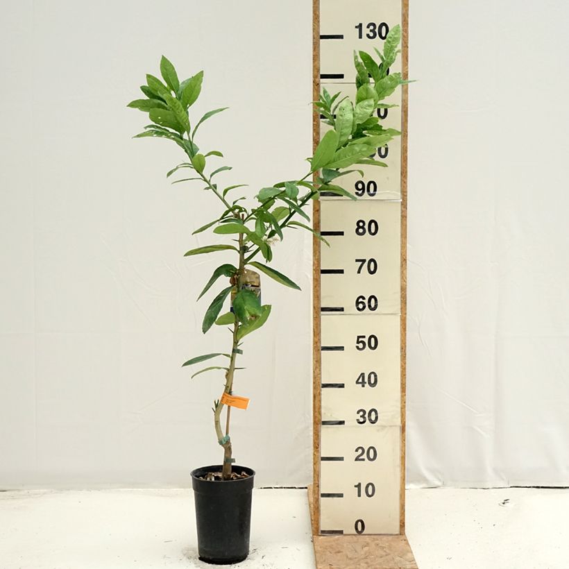 Ejemplar de Cítrico Mano de Buda - Citrus medica var. sarcodactylis Maceta 3L/4L, Formación arbustiva entregado en verano