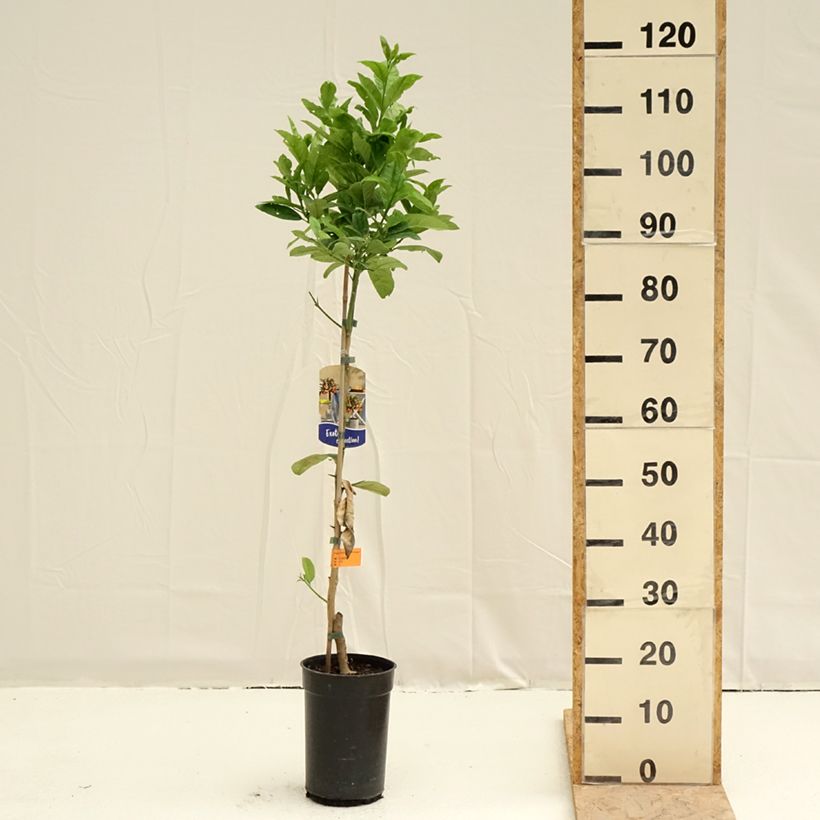 Cítrico Mano de Buda - Citrus medica var. sarcodactylis Maceta 3L/4L, Formación arbustivaAltura de entrega aprox. 70/90cm Ejemplar entregado en la primavera