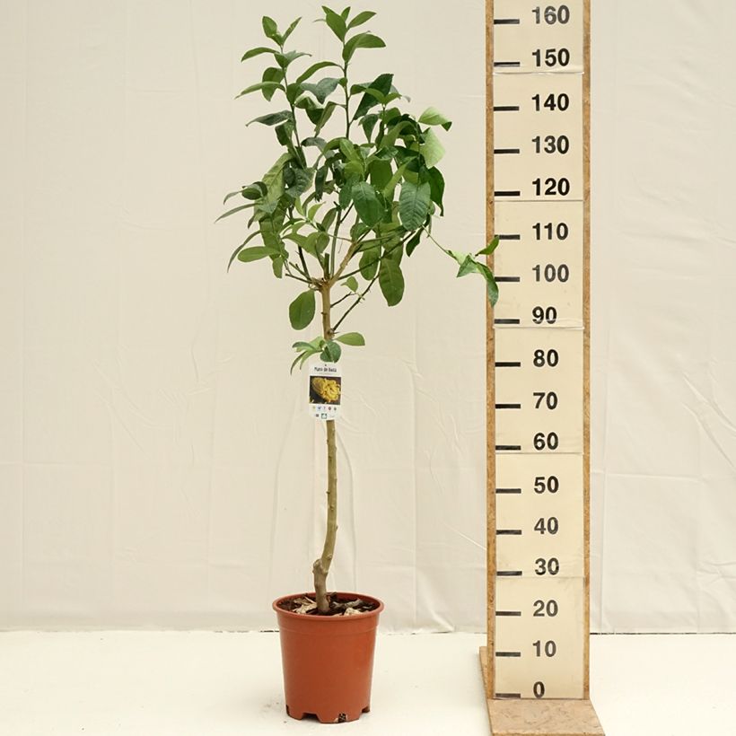 Cítrico Mano de Buda - Citrus medica var. sarcodactylis Maceta 7,5L/10L, Medio talloAltura de entrega aprox. 120/130cm Ejemplar entregado en la primavera