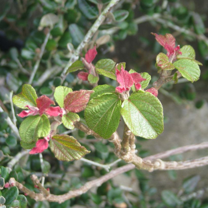 Mallotus japonicus (Follaje)