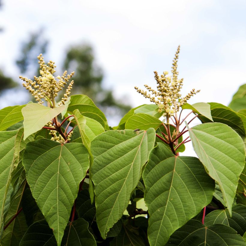 Mallotus japonicus (Floración)