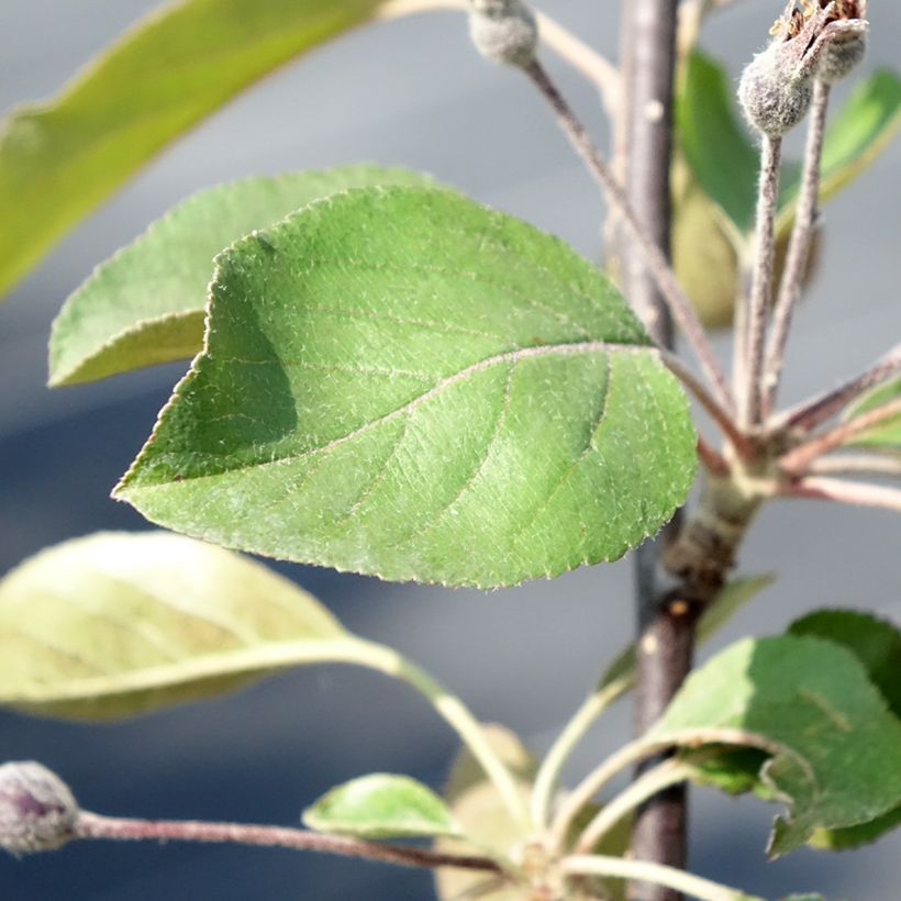 Manzano ornemental Appletini Gulliver - Malus transitoria (Follaje)