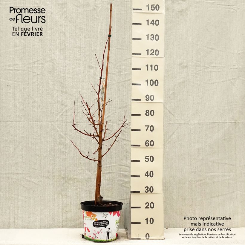 Manzano de flor Comtesse De Paris Maceta 7,5L/10L Ejemplar entregado en invierno
