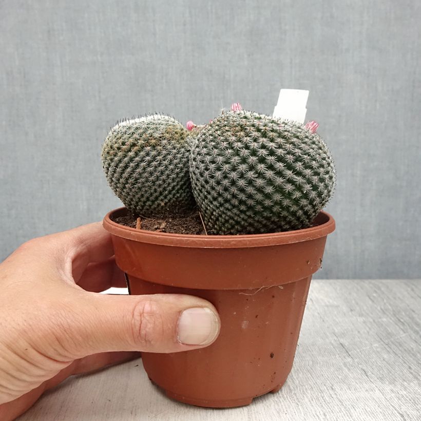 Ejemplar de Mammillaria perbella Maceta de 12 cm / 13 cm entregado en verano